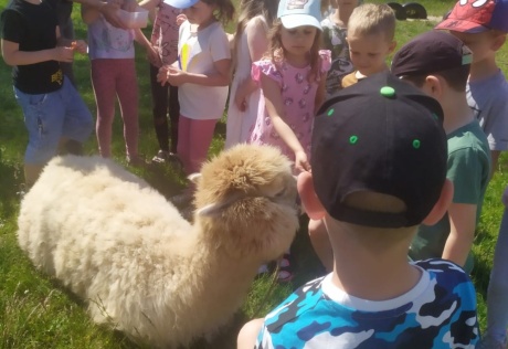"Wizyta alpak w naszym przedszkolu"